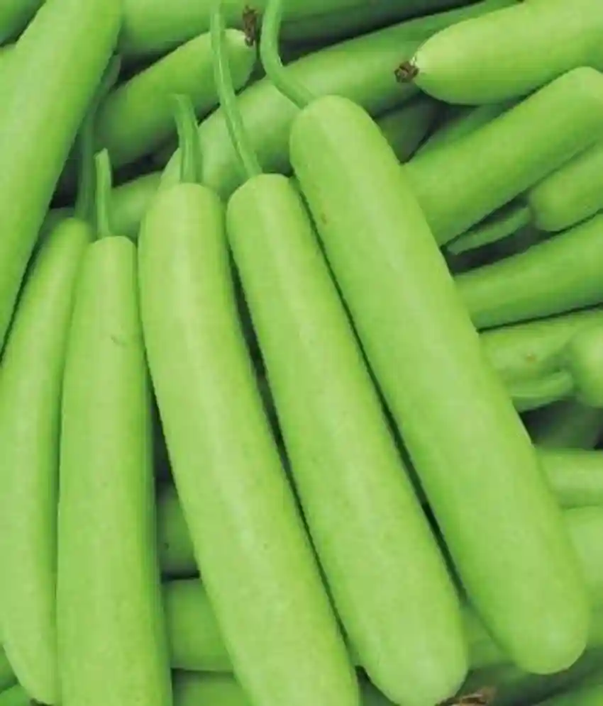 Fresh Bottle Gourd / Dudhi / Surakkai